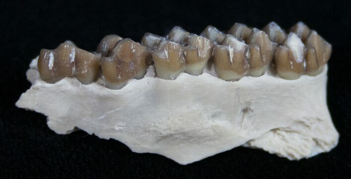 Oligocene Ruminant (Leptomeryx) Jaw Section #10569